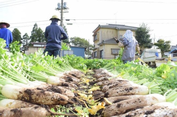 1本1本手作業で収穫している様子 