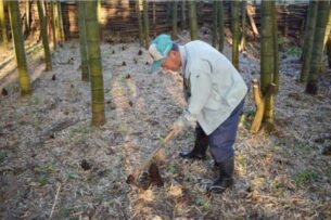 千葉県大多喜町の朝掘りの様子